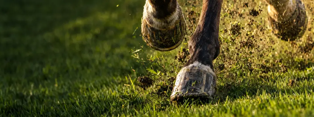 Sabots d’un cheval de galop soulevant des mottes de gazon